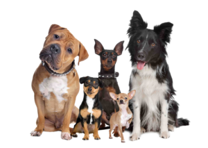 group of dogs in this picture